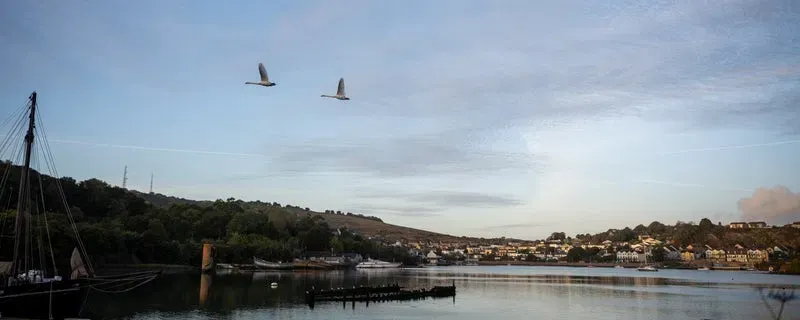 Two swans fly over a peaceful estuary at dusk